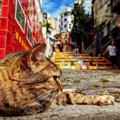 世界の国々では『猫』をなんて呼ぶ？鳴き声をどう表現するかもご紹介…