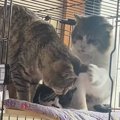 元ボス猫が『子猫にちょっかい出す猫』を見た結果…"かっこよすぎ…