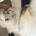 飼い主さんと遊びたい『ツンデレな猫』→『しっぽ』を見ると……尊すぎる瞬間…
