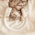 猫にもASMR効果が？！愛猫がウットリする『心地よい音』5選　逆に嫌がる音…