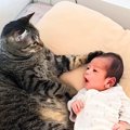 生まれたばかりの赤ちゃん→ネコが寄り添って…まさかの『まるで母親のよう…