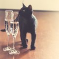 猫に炭酸水を与えても大丈夫？デメリットと効果を解説