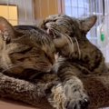 家の中でマーキングが止まらなかった親子猫→見かねた飼い主さんが…素敵す…