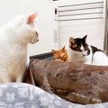 『いつも一人で眠る猫』"三人用の猫ベッド"を用意した結果……