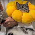 ノンストレス？エリカラが猫ちゃん爪切りアイテムに変身♪