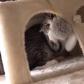 猫のおもちゃ争奪戦！最後までおもちゃから目を離すべからず