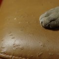 猫と暮らすなら欠かせない『家具を守る』ための対策3つ　よくあるトラ…