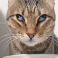 ごはんが美味しすぎて、2匹の猫の『表情』が…想定外の『笑撃の光景』に吹…