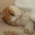 庭にやってきた猫「ニャン」の一生。一緒に暮らした16年間