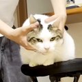 男の子に顔をこねられるネコ→嫌がる様子はなくて…想像以上に『ほほえ…
