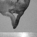 夜中にふと目が覚めて廊下のカメラを覗いたら、『2匹の猫』が…あまりにも…