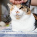 猫に絶対付けてはいけないNGな『名前』6つ　避けるべき理由から名付けのコ…