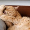 肉球をずっと舐めてる…猫の『指間炎』で表れる症状4つと原因