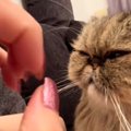 愛猫にデザインを変えた『ネイル』を見せた結果…まさかのリアクションが85…