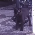 飢えを凌ぐために『虫を食べていた』子猫が保護された結果…子猫が見せた行…