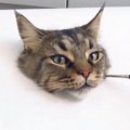 リアルすぎる猫の絵…描き方教えます！「まるで本物みたい」「え？本物…