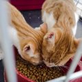 『猫を保護』した直後にやるべきこと3選　注意すべきポイントや必要な…