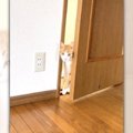 飼い主『入るんか？入らんのか？』…ドアの開け方が『もどかしすぎる猫…