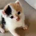 こんなに小さかった『赤ちゃん猫』が、１年後……「いや貫禄ｗ」「立派にな…