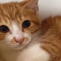 シャーシャーと威嚇がすごかった保護子猫たち→約２週間が経つと…まるで別…