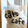 猫カフェでの絶対NG行為3つ　恰好や身に着けるものにも要注意