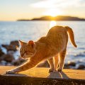 猫は『夜行性』ではない！猫の『活動時間』に関する豆知識3選　生活リ…