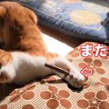 FEVERキャット♪またたび棒に大盛り上がり！