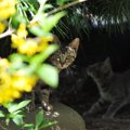 怪我をした野良猫がいたらどうするべき？５つの対処法