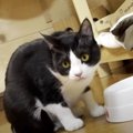 どこまで行くの？猫ちゃんの引き芸が止まらない♪