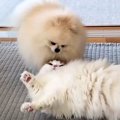 同居犬の激しすぎる“かまってアピール”→ブチギレていた猫が、夜になると……