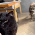 スリスリと甘えていた猫→『背後』を見てみたら…『まさかの瞬間』に爆笑す…