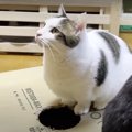 楽しみ方フリースタイル！箱にホールINニャンしたい猫ちゃん