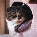 狭い場所は心地良い！自分好みの場所にフィットする猫ちゃんたち