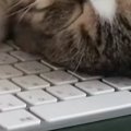 キーボードの上で寝ていた猫→よく見ると『前足の位置』が独特で…クセ…