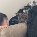 1歳児がロックオン！猫ちゃんに危機迫る？！