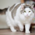 猫が『部屋をウロウロする』6つの要因と対処法