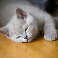 猫が目を開けたまま寝るのは大丈夫？…その理由や注意点2つ