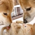 保護赤ちゃん猫が『柴犬2匹』と初対面した結果…"種を超えた愛&qu…