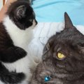 家に来てまだ4日目の『新入り子猫』→先住猫のそばへ行くと……驚きの光景に…