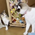 『里親宅へ嫁入りした子猫を探す先住猫』仲の良かった2匹のお別れに涙…