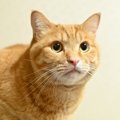 甘えん坊猫No.1！『茶トラ』猫の魅力5選　人懐っこい子が多いと言われるの…