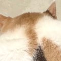 膝の上でリラックスしすぎたネコ…あまりにも豪快な『くつろぎ方』に「ムサ…