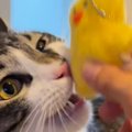 『ぬいぐるみを持ってきたネコ』を記念に撮影していたら→『耳』が…まさか…