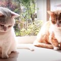 『小さな侵入者』を眺める猫さんたち！