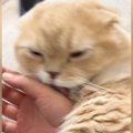 飼い主の手にじゃれていた猫、自分から指をパクリ→爪が当たって…思った以…