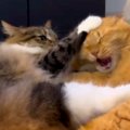 一緒にくつろぐ２匹のネコ→どさくさに紛れて噛もうとした結果…思わず笑っ…