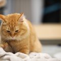 猫が思わず『フミフミ』したくなるタイミング5選　どんなキモチのときにす…