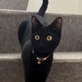 生まれて初めて『階段』を利用した黒猫→あまりにも綺麗すぎる姿勢に「モデ…
