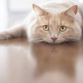 猫を短命にする『三次喫煙』の危険リスク5つ！愛猫への健康被害を防ぐ…