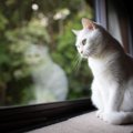 『有名キャラクター』のモデルとなっている猫種10選　実在する種類がモチ…